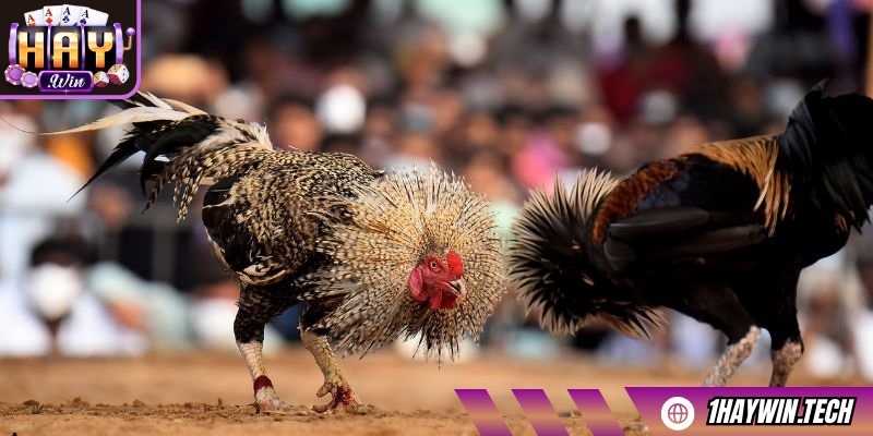 Các trận đấu đều được giám sát bởi trọng tài, hệ thống camera