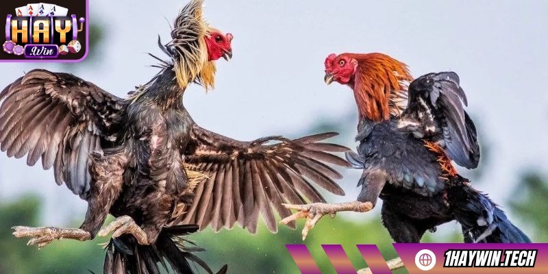 Đá gà HAYWIN mang đến trải nghiệm cược trực tuyến kịch tính
