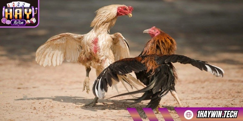 Tỷ lệ cược được cập nhật liên tục, giúp bạn thắng lớn