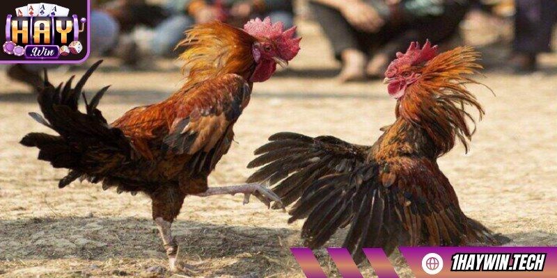 Kê sư cần giữ bình tĩnh, không đầu tư theo cảm tính