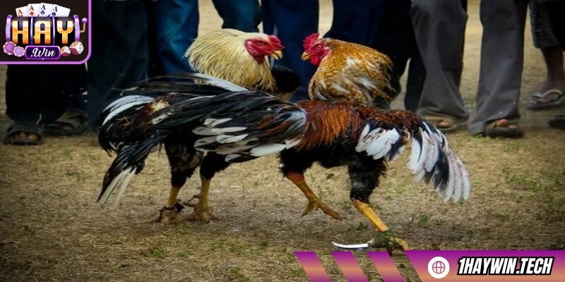 Đá gà SV128 là sảnh game trực tuyến nổi bật