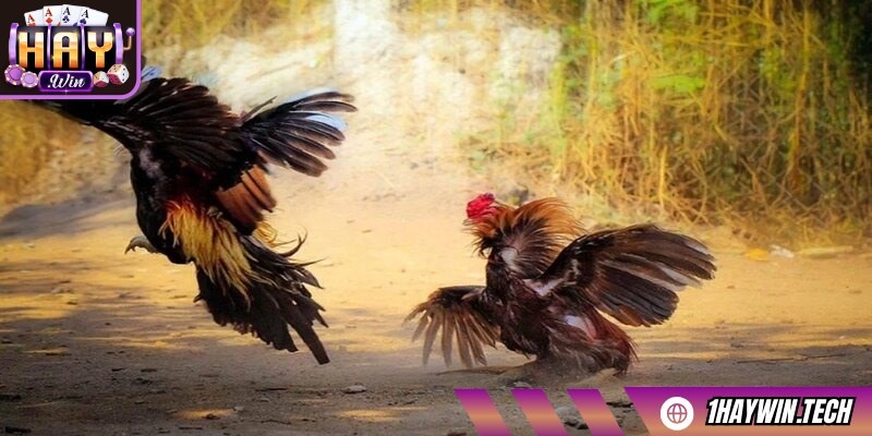 Sảnh SV128 cũng cung cấp thống kê chi tiết về từng chiến kê