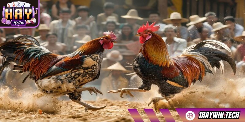 Đa dạng kèo hấp dẫn