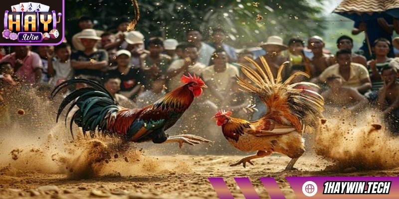 Kinh nghiệm chơi cá cược đá gà WS168