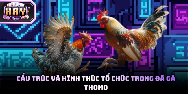 Cấu trúc và hình thức tổ chức trong đá gà Thomo mới nhất tại Haywin
